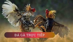 trực tiếp đá gà